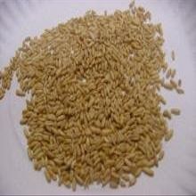 Oat Groats, Whole, 50 lb Bulk