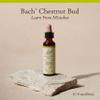 Bach Original Flower Remedies, Chestnut Bud - Learn from Mistakes - Natural Homeopathic Flower Essence for Emotional Balance - Vegan, Gluten Free, Sugar Free - 20mL Dropper view 2