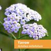 Herb Pharm Yarrow Flowering Tops Liquid Extract - 4 Ounce view 2