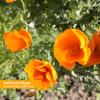 Herb Pharm Certified Organic California Poppy Liquid Extract for Calming Nervous System Support - 4 Ounce view 3
