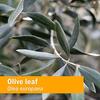 Herb Pharm Certified Organic Olive Leaf Liquid Extract for Immune System Support, 4 Fl Oz view 2