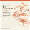 Bach Original Flower Remedies, Mimulus - Face Your Fears - Natural Homeopathic Flower Essence for Emotional Balance - Vegan, Gluten Free, Sugar Free - 20mL Dropper view 3