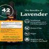 Herb Pharm Certified Organic Lavender Flower Liquid Extract for Calming Nervous System Support, 1 Fl Oz view 3