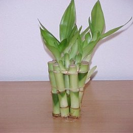 Wholesale Wedding Favors 50 Stems of Lucky Bamboo 4 inch
