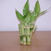 Wholesale Wedding Favors 50 Stems of Lucky Bamboo 4 inch view 1