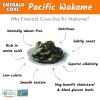 Emerald Cove Silver Grade Wakame (Dried Seaweed), 1.76-Ounce Bags (Pack of 6) view 2