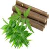 Neem Datun 15 Chewing Sticks Of Neem Datun Oral Herbal Teeth & Tongue Cleaner view 1
