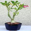 2CHIXGIFTS Desert Rose Bonsai view 1