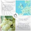 Absolute Aromas Grapeseed Oil 500ml - Pure, Natural, Vegan, GMO-Free - Massage Carrier Oil and Moisturiser for Hair, Skin, Face and Nails view 3
