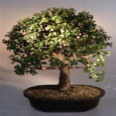 Baby Jade Bonsai Tree.(Portulacaria Afra)
