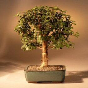 Baby Jade Bonsai Tree - Medium.Portulacaria Afra