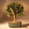 Baby Jade Bonsai Tree - Medium.Portulacaria Afra view 1