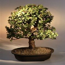 Baby Jade Bonsai Tree.(Portulacaria Afra)