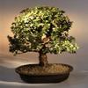 Baby Jade Bonsai Tree.(Portulacaria Afra) view 1