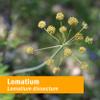 Herb Pharm Lomatium Liquid Extract for Immune System Support - 4 Ounce view 3