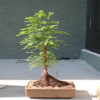 M&M BONSAI Bald Cypress Tree
