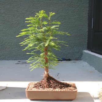 M&M BONSAI Bald Cypress Tree