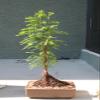 M&M BONSAI Bald Cypress Tree view 1
