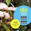 American BioSciences ImmPower AHCC Mushroom Supplement 6-Pack, Enhanced Immune Support, Natural Killer Cell Activity and Cytokine Production, 30 Vegetarian Capsules, 500 milligrams per Capsule view 3