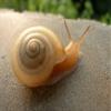 Elicina PLUS Crema de Caracol Snail Cream with Moisturizer 1.3 oz (40g) view 2
