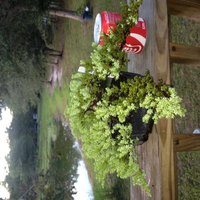 Bonsaiboy Pre Bonsai Juniper Bonsai Tree-Small (Juniper Procumbens nana)