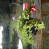 Bonsaiboy Pre Bonsai Juniper Bonsai Tree-Small (Juniper Procumbens nana) view 1