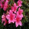 Bonsai Boy's Flowering Chinzan Azalea Large Satzuki Azalea Chinzan view 2