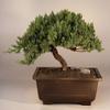Bonsai Boy Juniper Windswept - Extra Large juniper procumbens 'nana' view 1