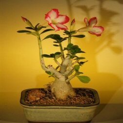 Bonsai Boy's Flowering Desert Rose Bonsai Tree - Small Adenium Obesum