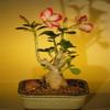 Bonsai Boy's Flowering Desert Rose Bonsai Tree - Small Adenium Obesum view 1