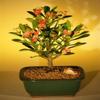 Bonsai Boy's Flowering Crown of Thorns Bonsai Tree - Pink Red euphorbia milii view 1