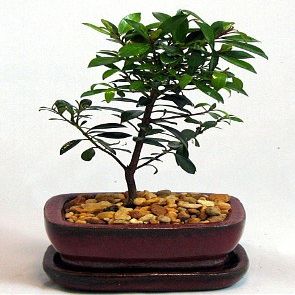 Australian Brush Cherry Bonsai - Eugenia - 6" Pot