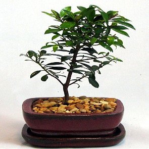 Australian Brush Cherry Bonsai - Eugenia - 6" Pot