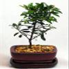 Australian Brush Cherry Bonsai - Eugenia - 6" Pot view 1