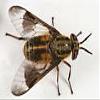 TredNot 40 / PK Deerfly Patches Deer Fly Strips view 4