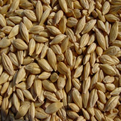 Barley 18 Lbs, Unhulled Barley (Hull Intact), Joseph's Grainery Whole Grain Barley, Non-GMO, Kosher Certified
