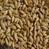 Barley 18 Lbs, Unhulled Barley (Hull Intact), Joseph's Grainery Whole Grain Barley, Non-GMO, Kosher Certified view 1