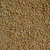 Barley 18 Lbs, Unhulled Barley (Hull Intact), Joseph's Grainery Whole Grain Barley, Non-GMO, Kosher Certified view 3