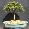 Brush Cherry Bonsai Tree by Sheryls Shop view 1