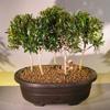 Bonsai Boy's Flowering Brush Cherry Bonsai Tree Five Tree Forest Group eugenia myrtifolia view 1