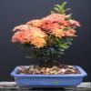 Large Ixora Petite Orange Bonsai Tree by Sheryls Shop view 1
