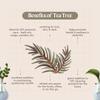 Tea Tree Essential Oil  16 fl oz (473 ml)  100% Pure & Undiluted  Steam-Distilled Melaleuca  Amber Glass Bottle  Natural Cleaning, Diffuser, and DIY Use  GreenHealth view 3