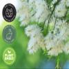 Tea Tree Essential Oil  16 fl oz (473 ml)  100% Pure & Undiluted  Steam-Distilled Melaleuca  Amber Glass Bottle  Natural Cleaning, Diffuser, and DIY Use  GreenHealth view 4