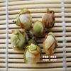 500g Organic High Mountain Wild Camellia Tea Tree Flower Tea Anti-aging view 3