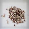 Amish Country Popcorn | 2 lbs Bag | Purple Popcorn Kernels | Old Fashioned, Non-GMO and Gluten Free (Purple - 2 lbs Bag) view 3