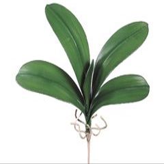 22" Large Phalaenopsis Orchid Leaf Plant w/5 Lvs. (pack of 12)