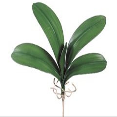 22" Large Phalaenopsis Orchid Leaf Plant w/5 Lvs. (pack of 12)