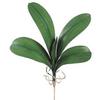 22" Large Phalaenopsis Orchid Leaf Plant w/5 Lvs. (pack of 12) view 1