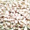 AzureGreen Jasmine Flowers, Dried Herb, 1 Oz 100% Natural No Additives view 1