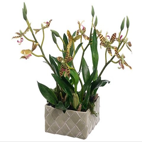 9" Mini Starolous Orchid Plant in Basket Green Burgundy (pack of 4)